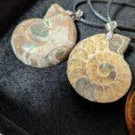 (´･ω･`)アンモナイトを買ったよ