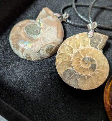 (´･ω･`)アンモナイトを買ったよ