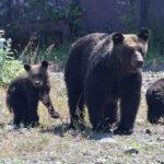 【クマ】「生きたまま食われるんだよ」逆転勝訴のクマハンターが語る現場のリアル