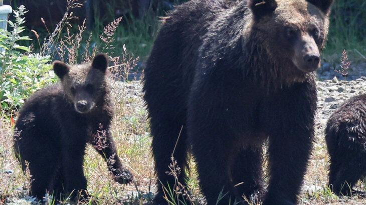 【クマ】「生きたまま食われるんだよ」逆転勝訴のクマハンターが語る現場のリアル