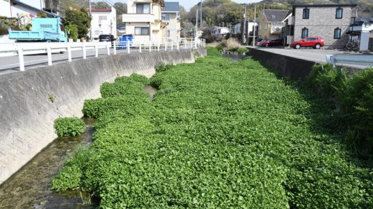 【外来種】川に異変、クレソンが大繁殖　専門家が懸念するポイントは