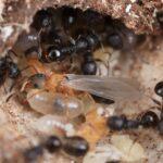 「女王」しか存在しないアリ、世界初報告　日本生息の希少種