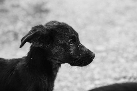 ペットが亡くなったくらいで仕事休む奴ｗｗｗｗｗ