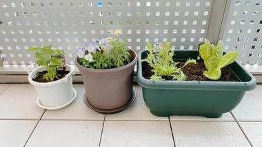 【謎】おじさん達、なぜか家庭菜園を始めてしまう・・・