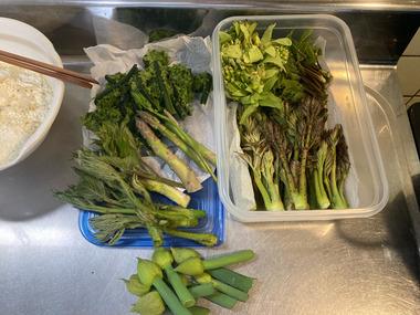 【画像】山さ行って山菜取ってきただ【天ぷら等】