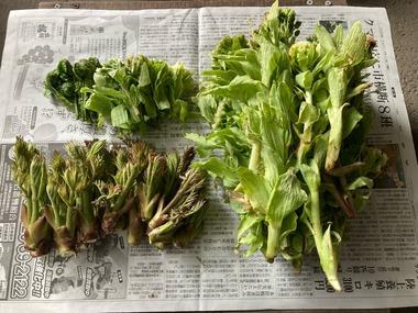 【画像】地区管理の山で山菜取って来た