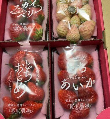 【画像】ふるさと納税の巨大ないちご届いたよぉ