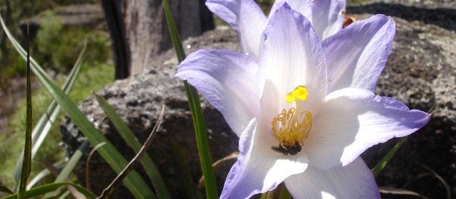 溶岩を溶かし栄養にする植物確認