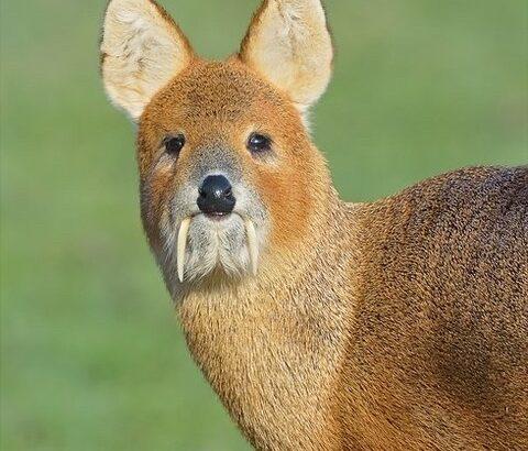 【画像】韓国の謎の動物「고라니」発見される
