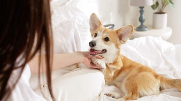 【お金】SNS「犬を飼うと700万円の損」「投資に回すべき」に批判殺到！ 生涯の費用は“270万～600万円”!? それでも飼い主から「愛犬のいない人生が損失」「飼うしか選択肢にない」の意見が相次ぐ理由