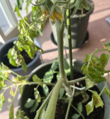 【朗報】ニートワイのトマト、花が咲いて実がなりはじめる