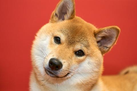 【悲報】柴犬(可愛いです、忠誠心が強いです、日本人の友です)←こいつが女性に嫌われてる理由