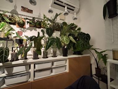 植物育ててるぼくのお部屋、湿度が限界突破