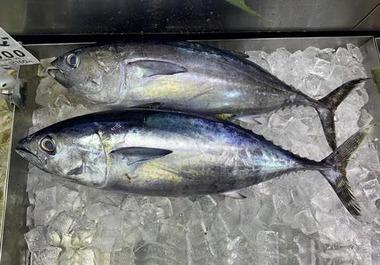 会社辞めて沖縄のマグロ船乗ってみたが挫折した