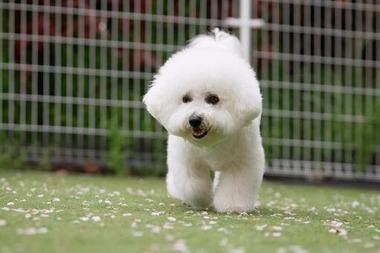 犬買ってよかったこと