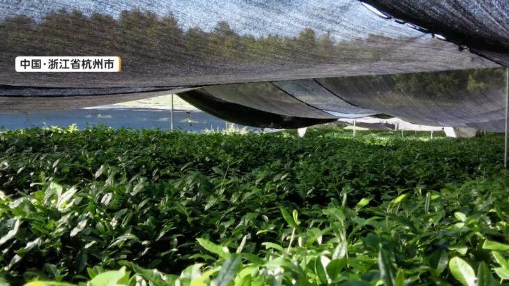 【国際】中国で「抹茶」生産が拡大　世界各国に輸出　日本と同じ栽培法で半額以下　専門家「強力なライバル」