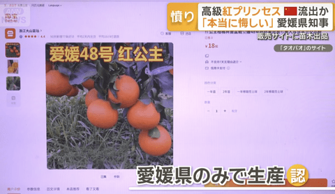【悲報】愛媛県が20年近い期間をかけ作った高級みかんが中国に流出か