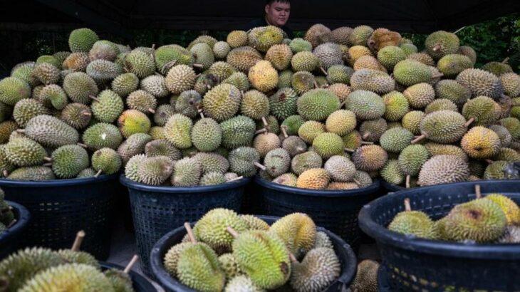 【国際】マレーシアでドリアン大豊作、庶民の手が届く価格まで大暴落