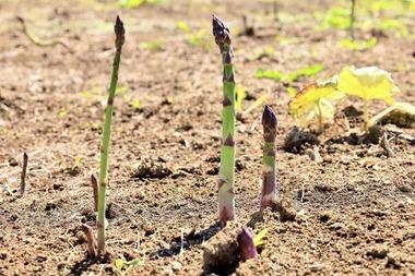 ハウス9棟のアスパラが突然枯れる 畑にある貯水タンクに除草剤を入れ業務妨害 隣の畑でアスパラを栽培する44歳男逮捕