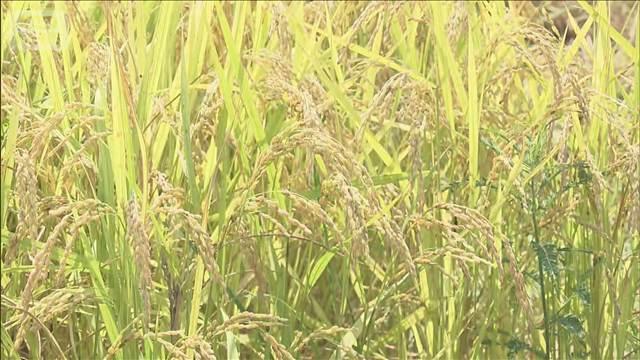 【福井県】JA 農家への前払い金額示せず コメ余りのため… 農家「赤字価格なら百姓辞める」