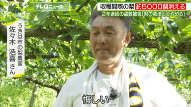 【悲報】去年梨6500個盗まれた福岡･うきは市の農園､今年も梨5000個盗まれて閉園を決断｢もう気力なくして…｣