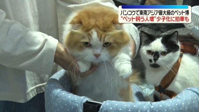 タイ・バンコクで東南アジア最大級のペット博　 少子化が問題となるなか…「子どもを持つ代わりにペット」を飼う人増
