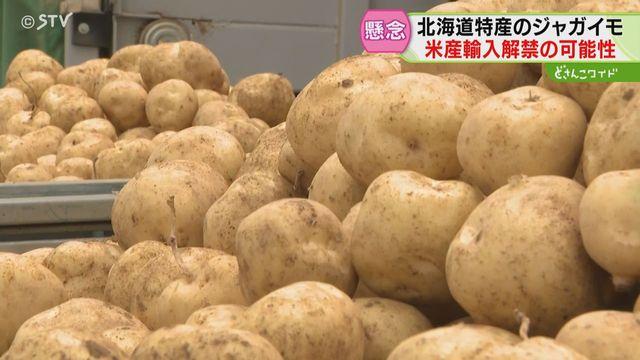 【北海道】「豊作の年に輸入の話を…」 米国産ジャガイモに農家懸念　“解禁”をめぐる動きに関係者は