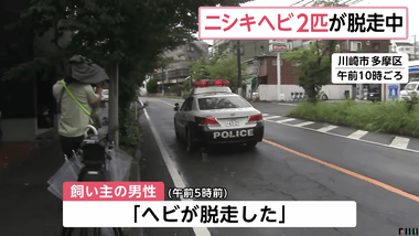 川崎市多摩区菅馬場2丁目のマンションからニシキヘビ2匹(オス＆メス)が脱走