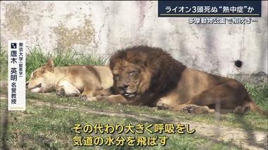 東京･多摩動物公園､ライオン3頭が相次ぎ死ぬ 猛暑影響か 18頭のうち10頭が次々と体調不良に クーラーなど増設も