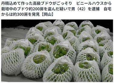 岡山県久米南町のビニールハウスからシャインマスカット200房を盗んだ42歳無職の男逮捕 ネットで販売か 自宅からは300房発見