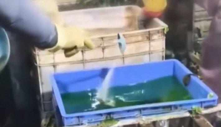 【中国】発がん性物質漬け白菜に続き、茎レタスに違法着色…正体不明の「緑の水」