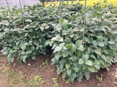 【台風】おじさんだけど枝豆収穫してコロッケ作った