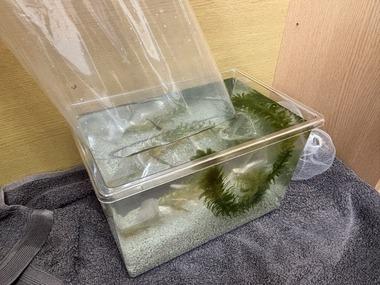 今から部屋の中にメダカとミナミヌマエビを飼う予定