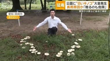 愛知･岡崎市の公園で猛毒の白いキノコが取り放題