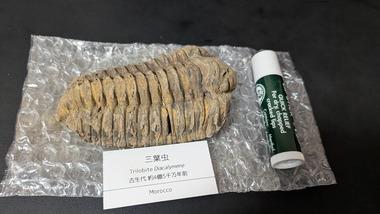 (´･ω･`)三葉虫の化石が届いたよ