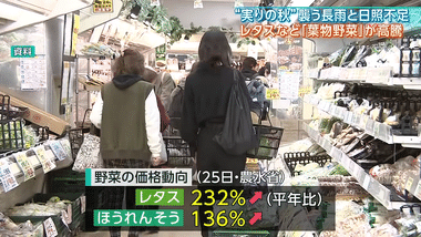 【悲報】長雨と日照不足で葉物野菜の価格高騰､レタス1玉400円超 パニック級高値の恐れ