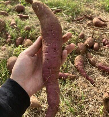 ワイの収穫したサツマイモ見て