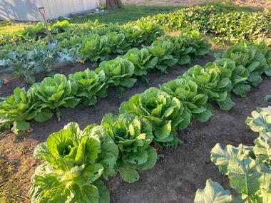 【画像】おじさんの畑見る？【白菜高いね…】