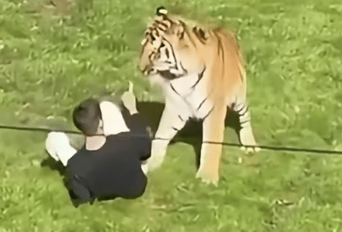 【悲報】英国陽キャ、動物公園トラの飼育エリア侵入し死亡